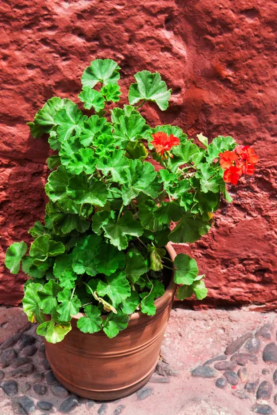 Geranios en el fondo de la pared roja — Foto de Stock