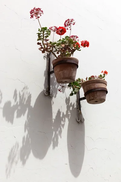 Rode geraniums in de potten — Stockfoto