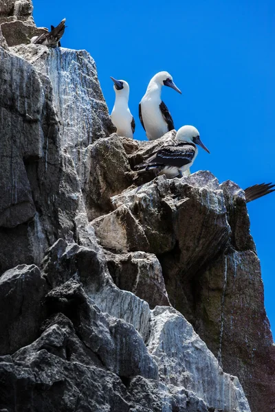 在岩石上的美丽塘鹅 — 图库照片