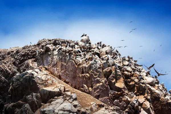 Peru gannets di atas batu — Stok Foto
