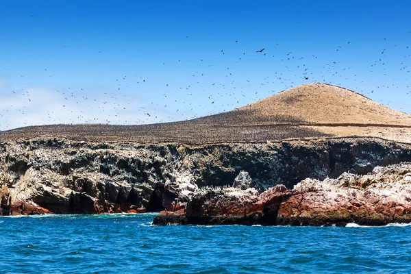 Colonia de cormoranes en la isla — Foto de Stock