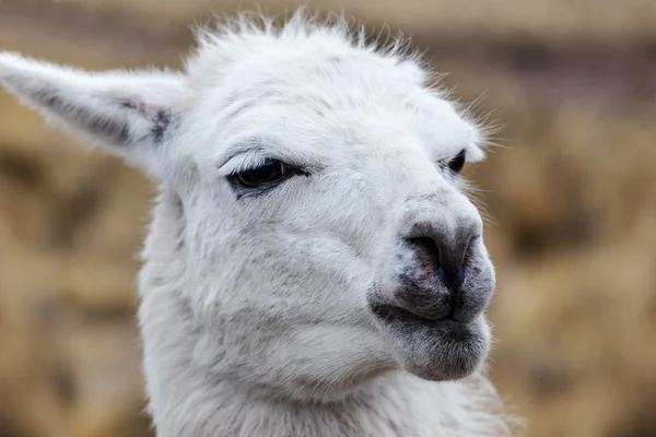 Portret van een witte lama — Stockfoto