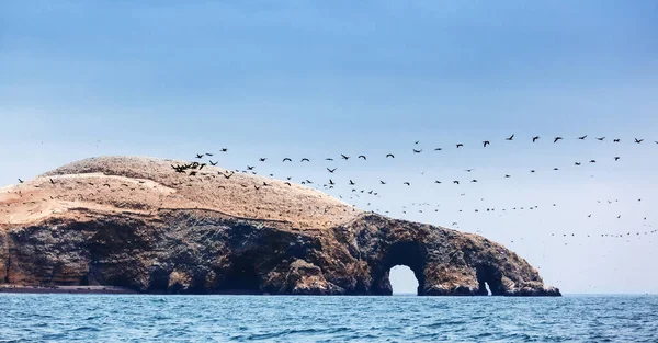 Oceano Ilha Rebanho Pássaros Dia Ensolarado — Fotografia de Stock