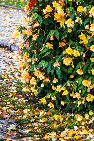 Красивые Декоративные Растения Заднем Дворе — стоковое фото