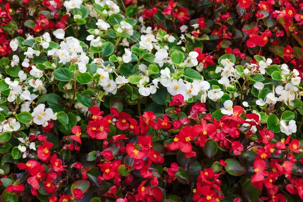 Cama Flores Con Flores Rojas Blancas Como Fondo — Foto de Stock