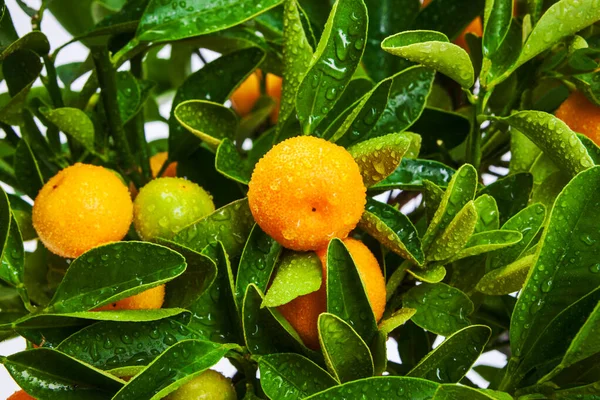 Mandarinier Avec Fruits Gros Plan Images De Stock Libres De Droits