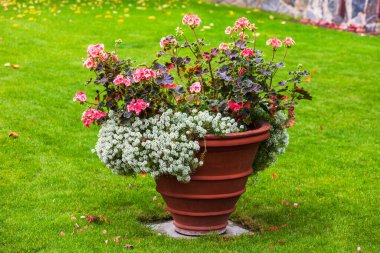 Parktaki bir tencerede beyaz ve kırmızı çiçekler