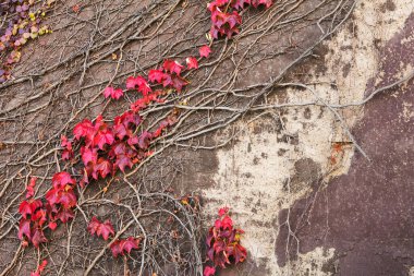 Taş duvarda sarmaşık, soyut grunge arkaplan