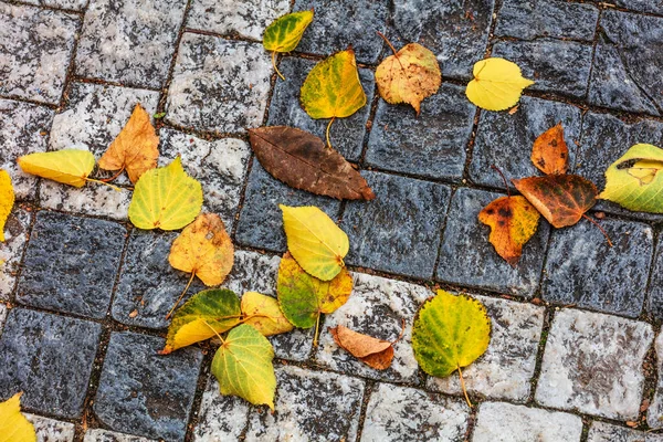 Hojas Otoño Sobre Pavimento Piedra — Foto de Stock