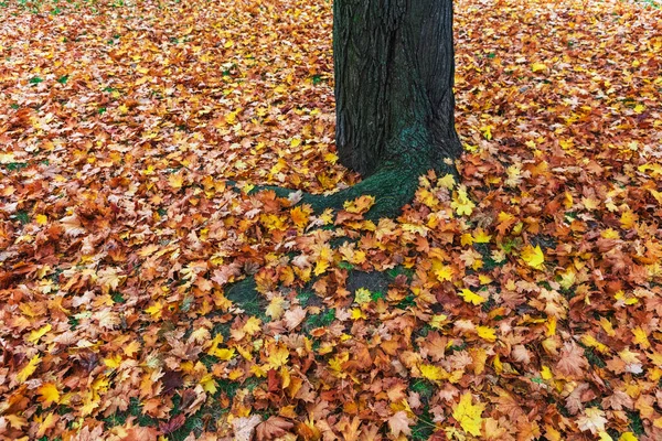 Folhas Outono Árvores Parque — Fotografia de Stock