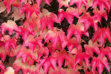 sarmaşıklı parlak kırmızı sonbahar arkaplanı