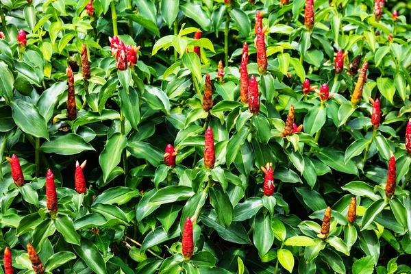 Växter Med Röda Frukter Som Bakgrund — Stockfoto