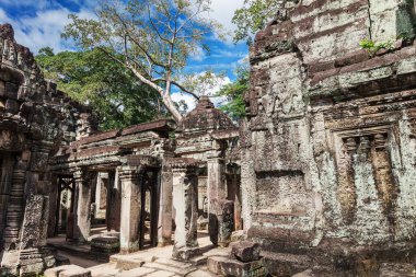 Angkor, Kamboçya 'daki antik Preah Khan tapınağını yıkıyor.
