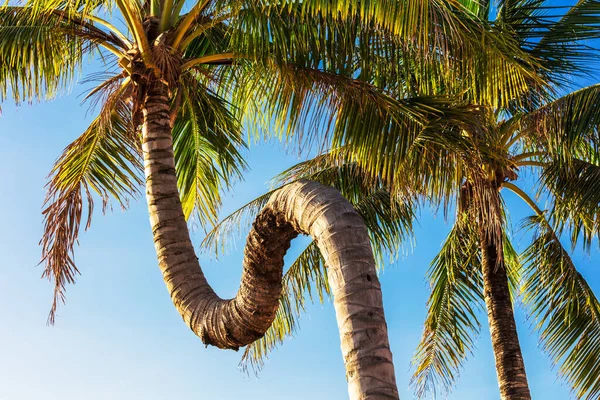 Palmera Torcida Contra Cielo Azul — Foto de Stock