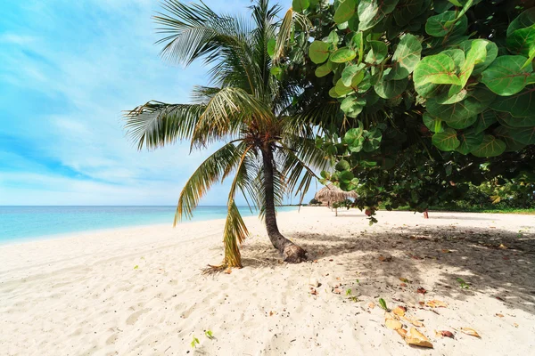 Palmboom op het strand — Stockfoto