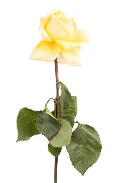 Roses jaunes fanées — Photo