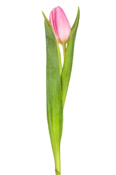 Tulipa rosa única — Fotografia de Stock