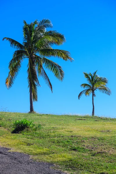 Palme vor klarem Himmel — Stockfoto