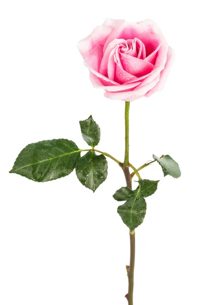 Frische rosa Rose — Stockfoto