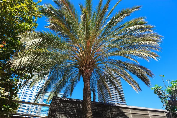 Palmera sobre un fondo de ciudad — Foto de Stock