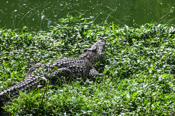 Crocodilo na grama verde — Fotografia de Stock