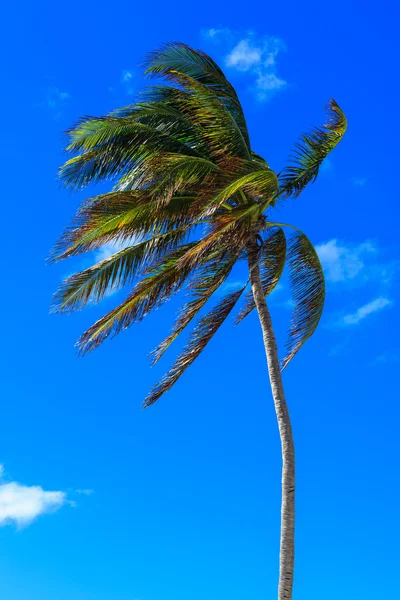 Palm Tree i en vind — Stockfoto