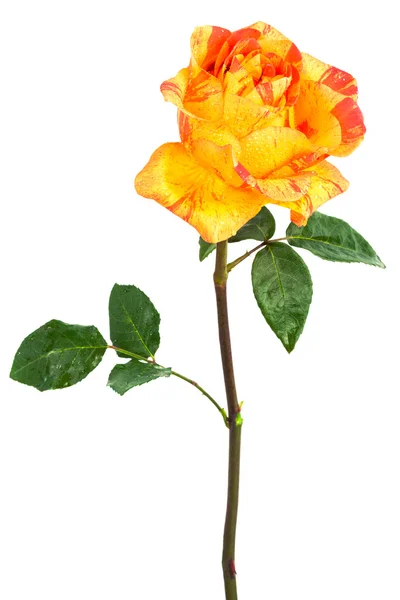 Rosa naranja con gotas —  Fotos de Stock