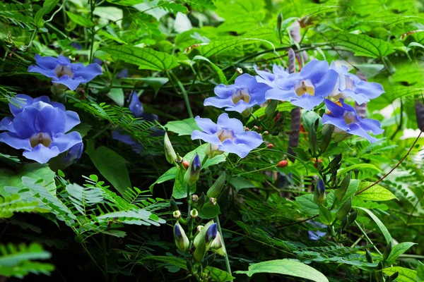 Bluszcz z niebieski kwiaty — Zdjęcie stockowe
