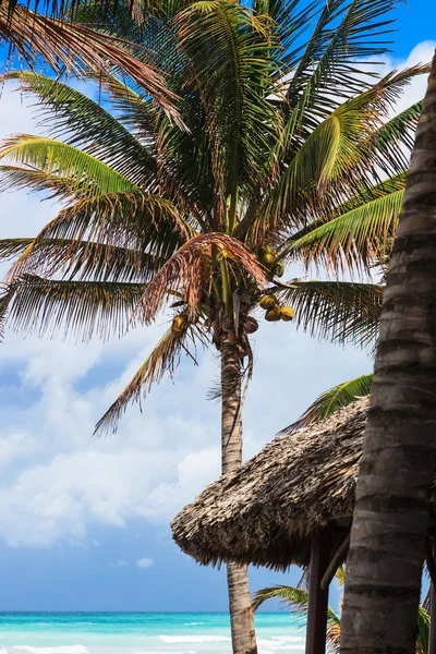 Palmeira com cocos — Fotografia de Stock