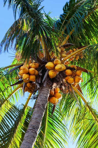 Kokosnötter på Palm — Stockfoto