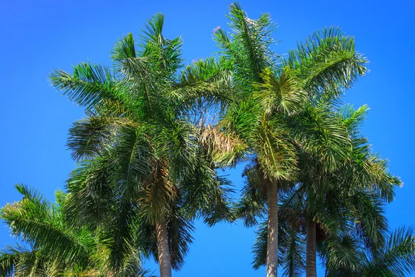 Palme gegen blauen Himmel — Stockfoto