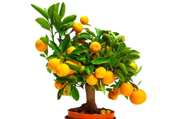 Orange tangerines on tree — Stock Photo, Image