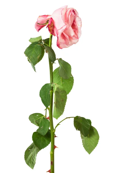 Выцветшая роза на белом фоне — стоковое фото