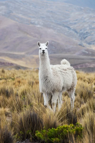 Schöne Lama in den Bergen — Stockfoto