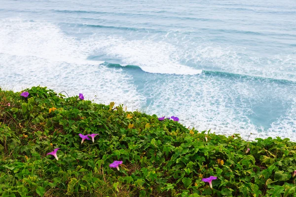 Hermosas flores en la orilla —  Fotos de Stock