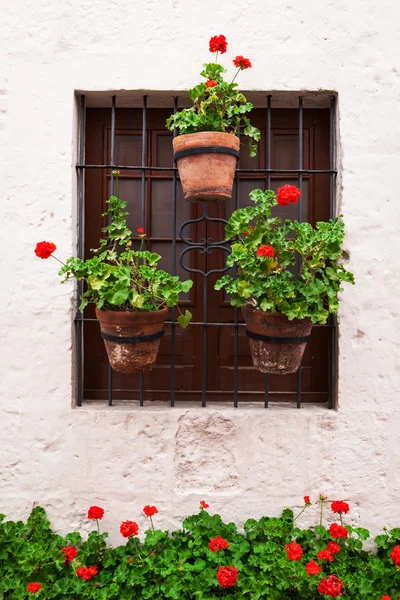 Geraniums in potten op venster — Stockfoto