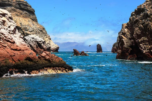 Océano, isla y aves —  Fotos de Stock