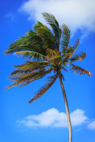 Palmiye ağacı güçlü Rüzgar — Stok fotoğraf