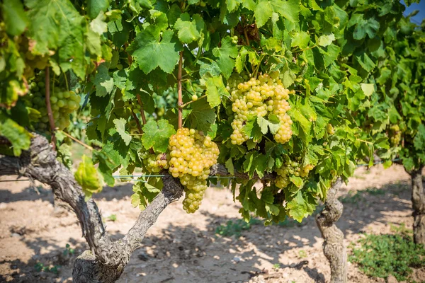 Winorośl z białymi winogronami — Zdjęcie stockowe