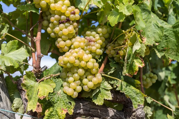 Wijnstok met witte druiven — Stockfoto