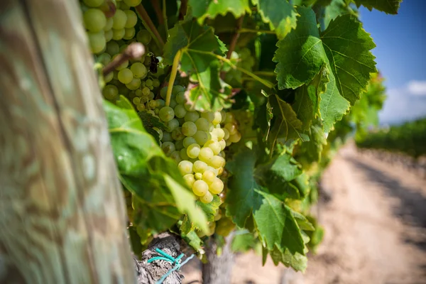 Wijnstok met witte druiven — Stockfoto