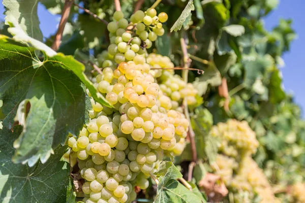 Wijnstok met witte druiven — Stockfoto