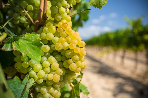 Wijnstok met witte druiven — Stockfoto