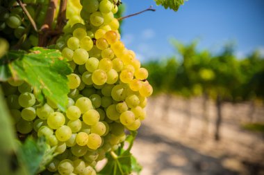 Beyaz üzümlü üzüm.