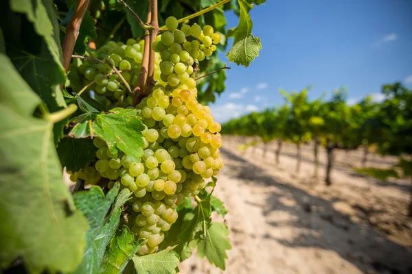 Wijnstok met witte druiven — Stockfoto