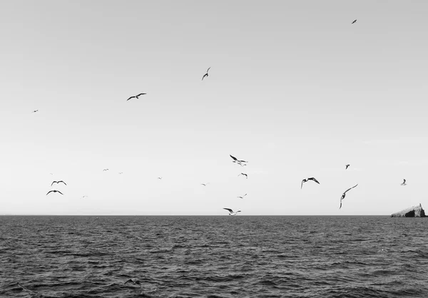Πουλιά κοντά σε Isla Grosa - ισπανικό νησί από La Manga — Φωτογραφία Αρχείου