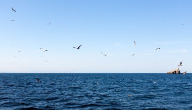 Kuşlar Isla Grosa - La Manga tarafından İspanyol Adası yakınlarında