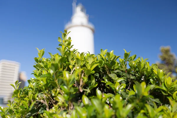 Green bush against the blue sky — Stock Photo, Image