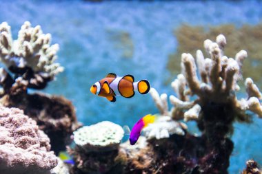 Akvaryumdaki tropikal balıklar