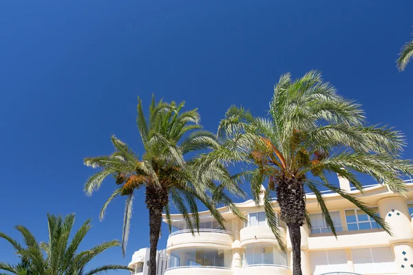 Palmiers contre le ciel bleu — Photo